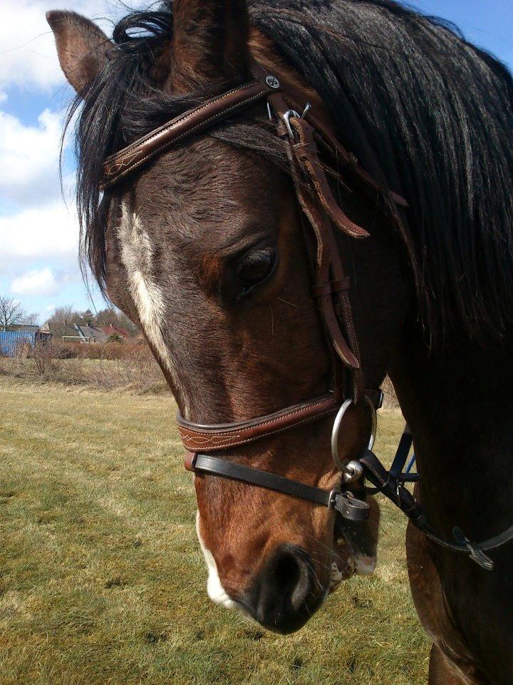 Arabisk fuldblod (OX) Pobhart - Såå fin billede 12