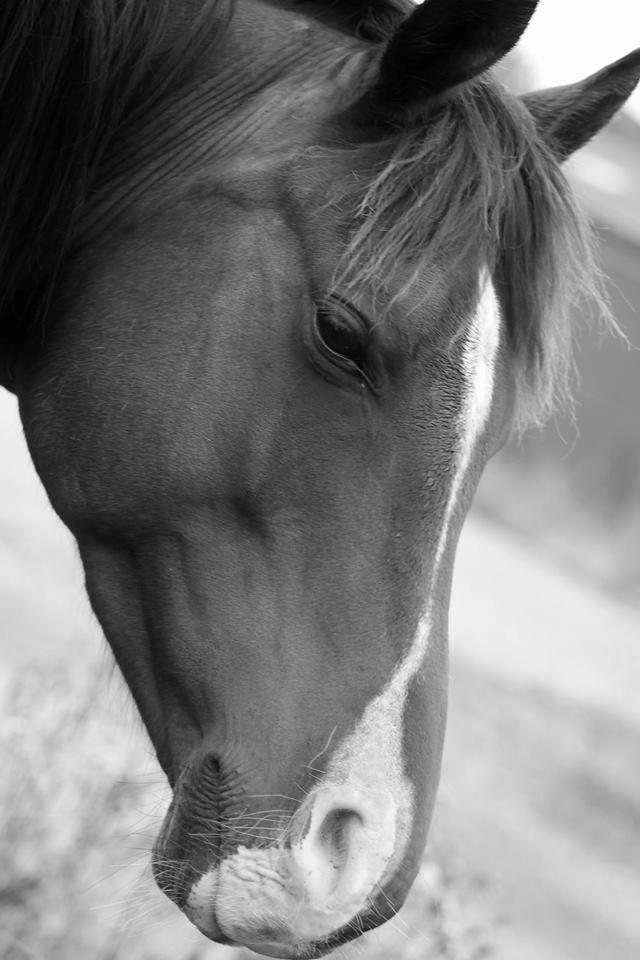 Arabisk fuldblod (OX) Pobhart billede 18