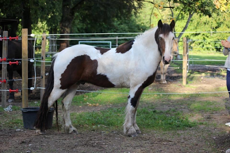 Irish Cob Crossbreed Palle billede 4