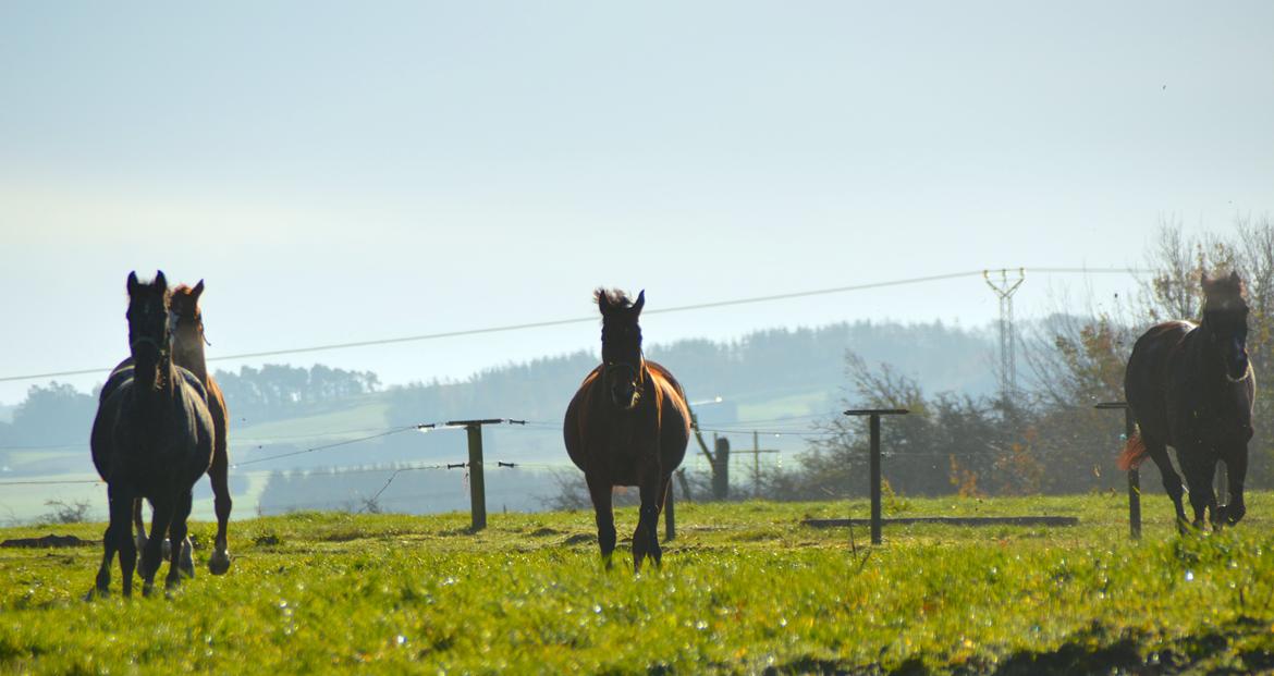 Dansk Varmblod La Belle Classica *Skrødstrup Efterskole* billede 7
