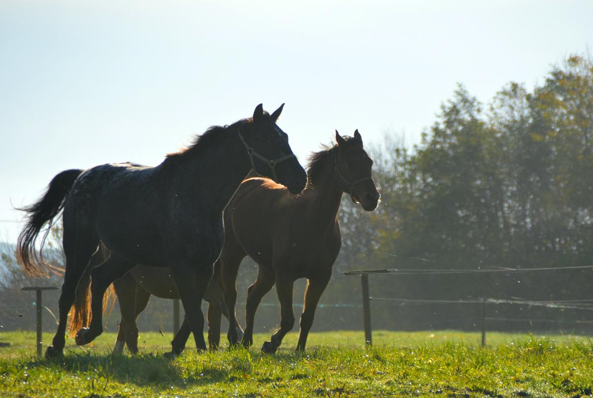 Dansk Varmblod La Belle Classica *Skrødstrup Efterskole* billede 12