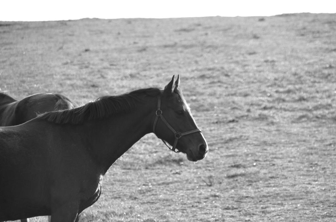 Dansk Varmblod La Belle Classica *Skrødstrup Efterskole* billede 15