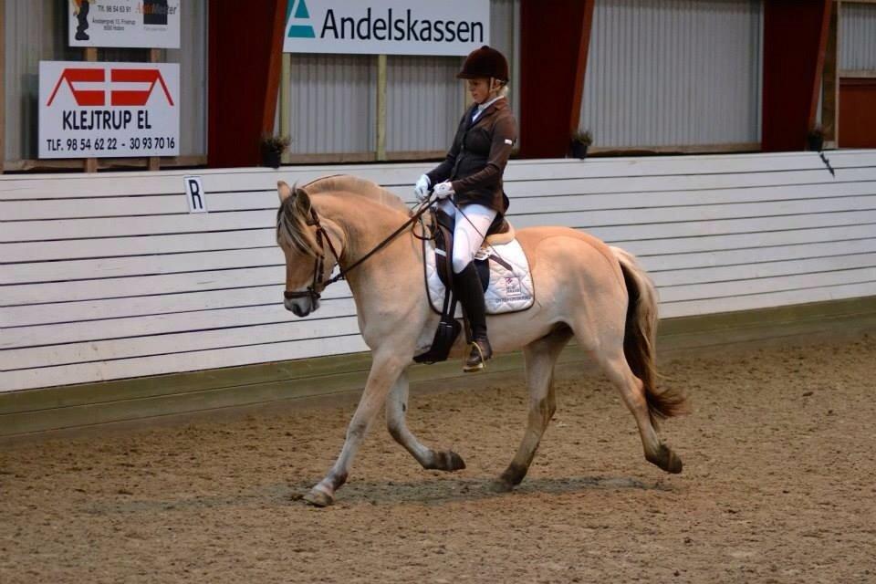 Fjordhest Broholms Marquis billede 21