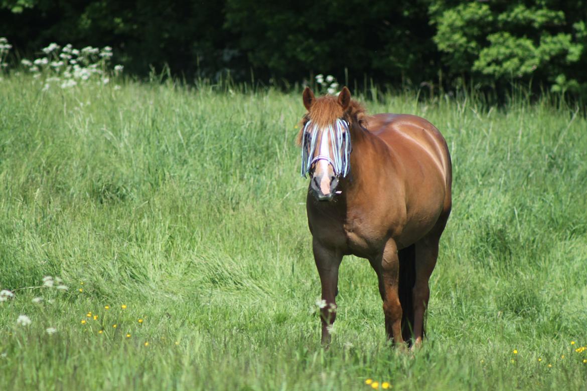 New Forest Engdalens Wendy - min bedste ven <3 - wauw! :'D <3 Foto: Mig  billede 36