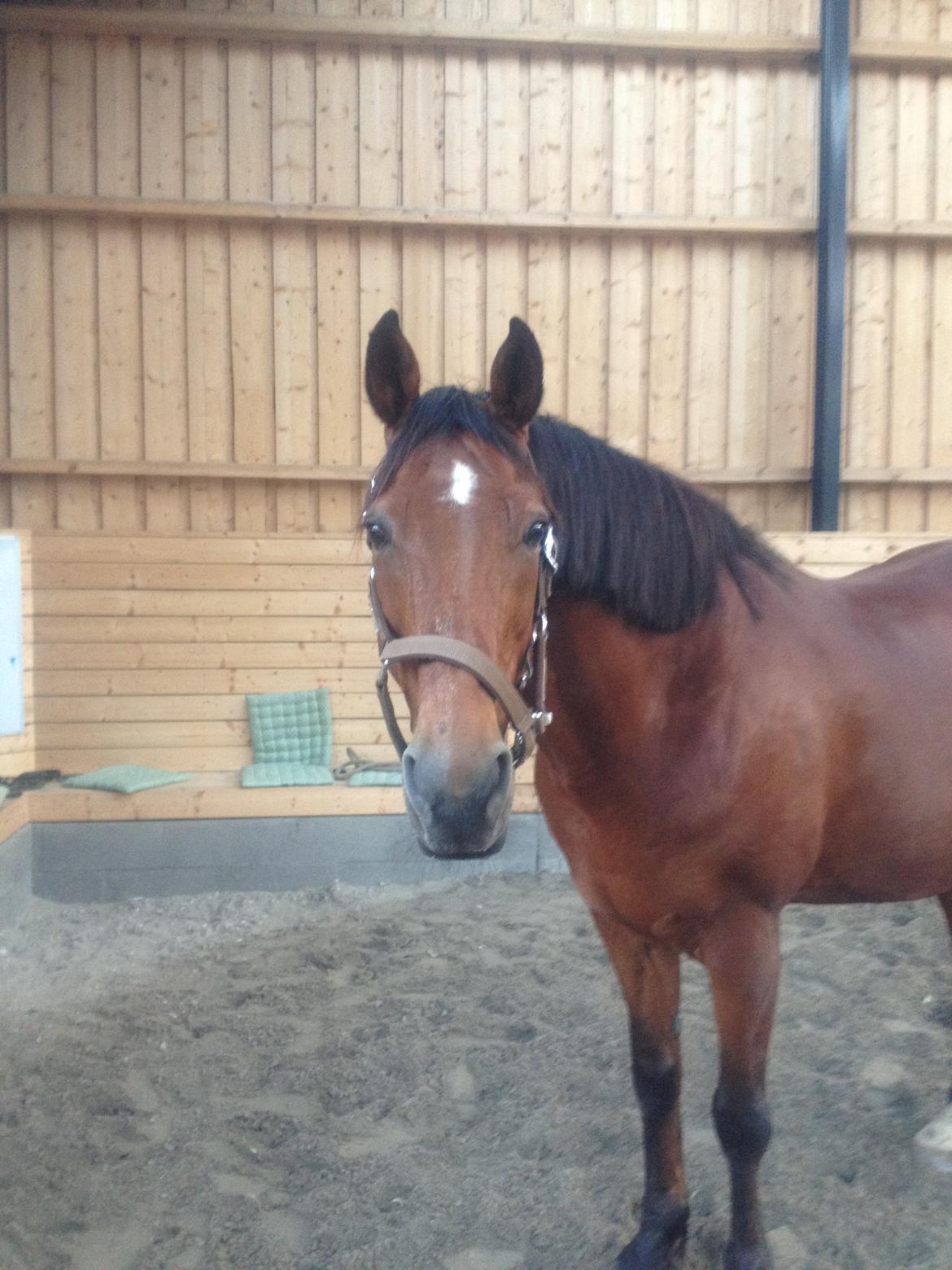 Anden særlig race Shorty billede 10