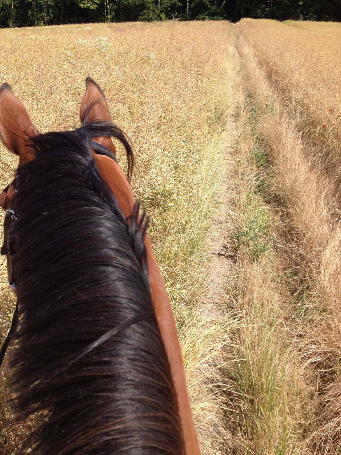 Anden særlig race Shorty - Ridetur! :-) billede 19