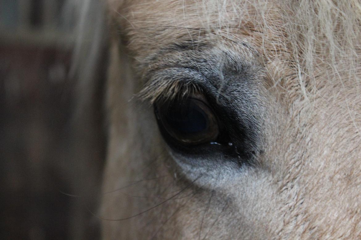 Fjordhest Rikke. - Ridelejr uge 42 
-2013. billede 2