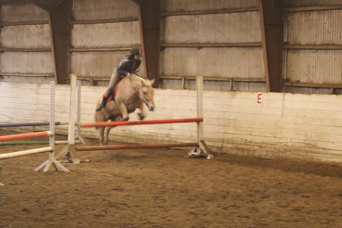 Fjordhest Rikke. - 84 cm. Spring på den bedste<3 billede 3