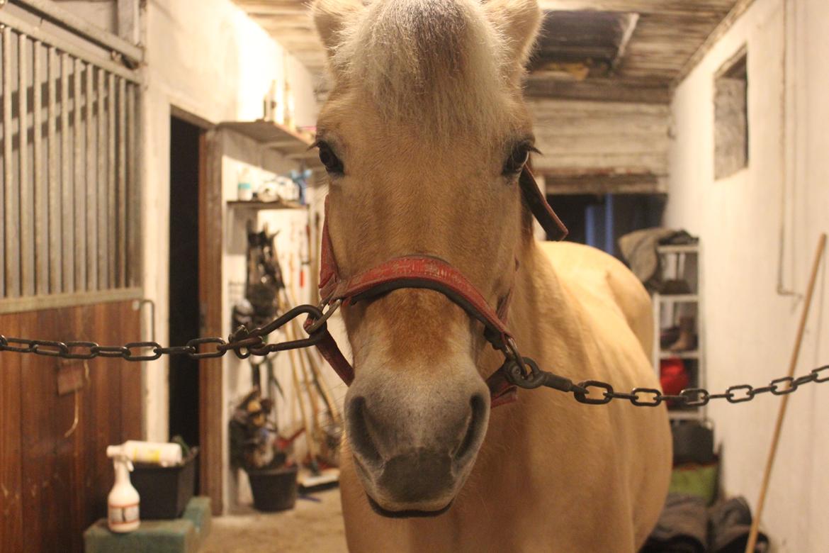 Fjordhest Rikke. - Velkommen til Rikke's Profil!<3 billede 1