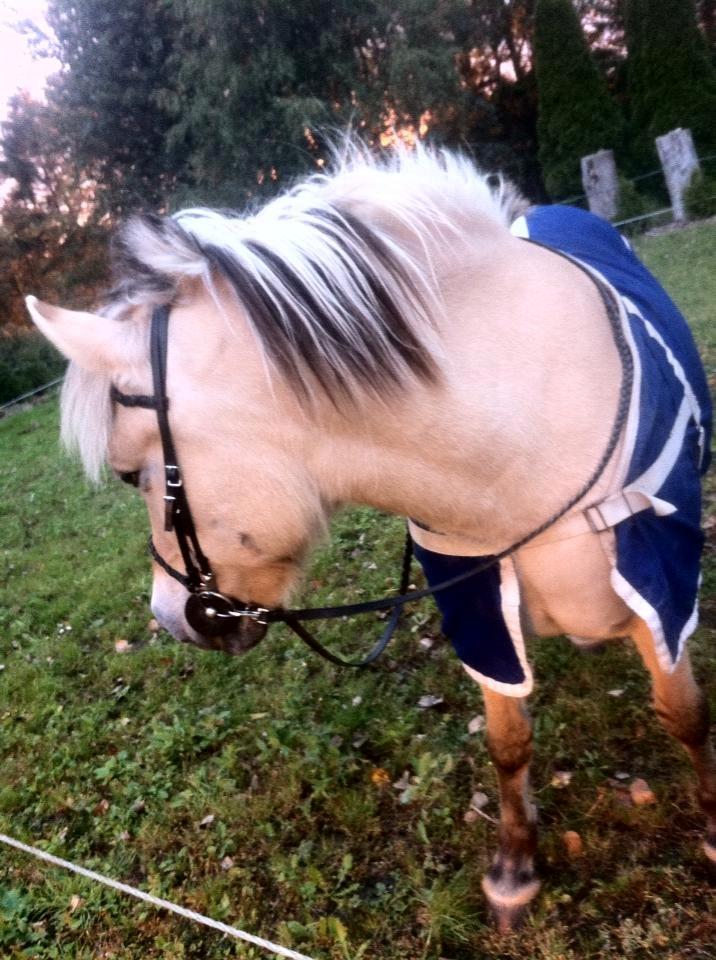 Fjordhest Rikke. - Den bedste Prinsesse.<3 billede 4