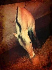 Fjordhest Rikke. - Det første billede jeg har taget af Prinsessen<3 billede 10