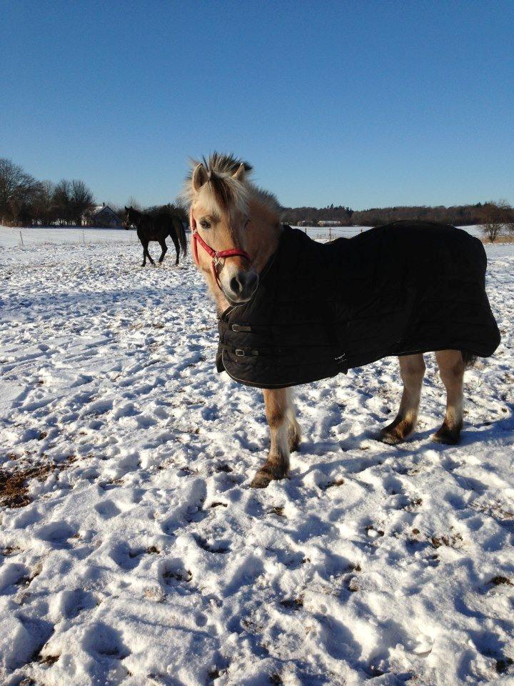 Fjordhest Rikke. - Februar 2013. billede 7