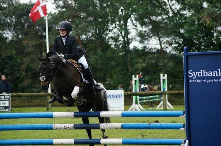Pinto Spirit - min smukkeste lille baby til danmarkscup
 billede 15
