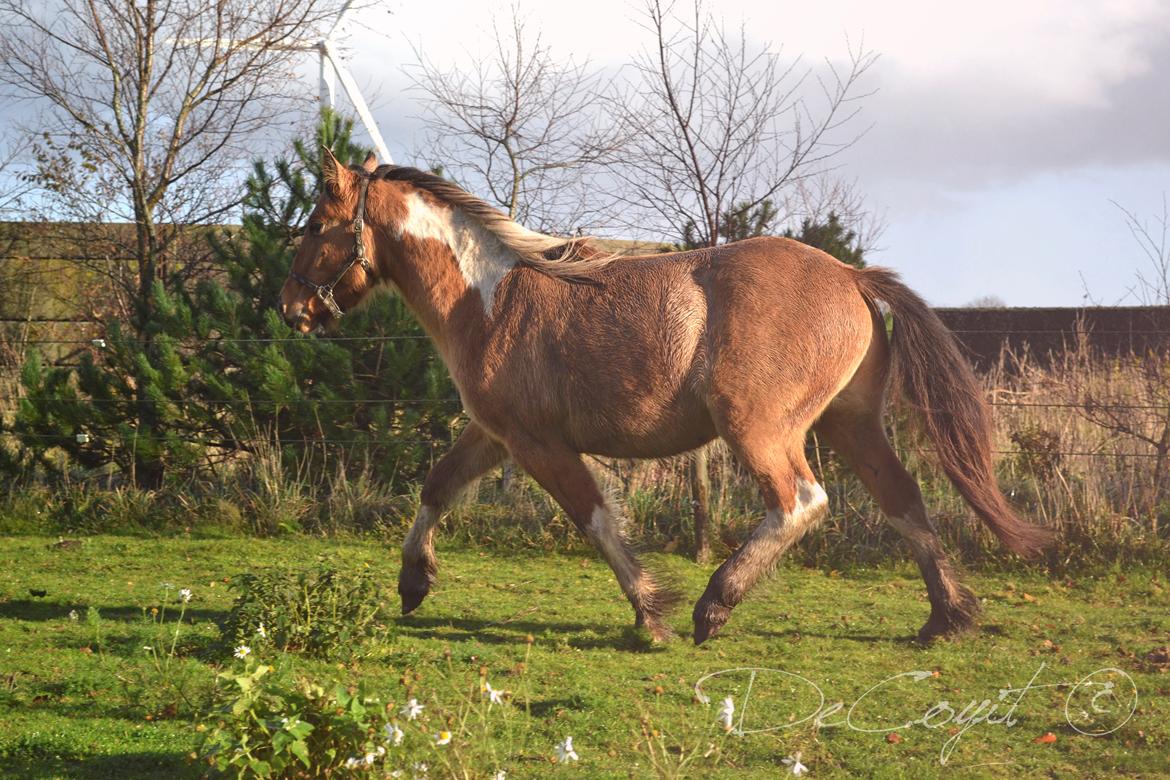 Anden særlig race Cody . billede 5