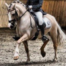 Welsh Pony af Cob-type (sec C) Ræveskiftets Nardi B-Pony RIP billede 20