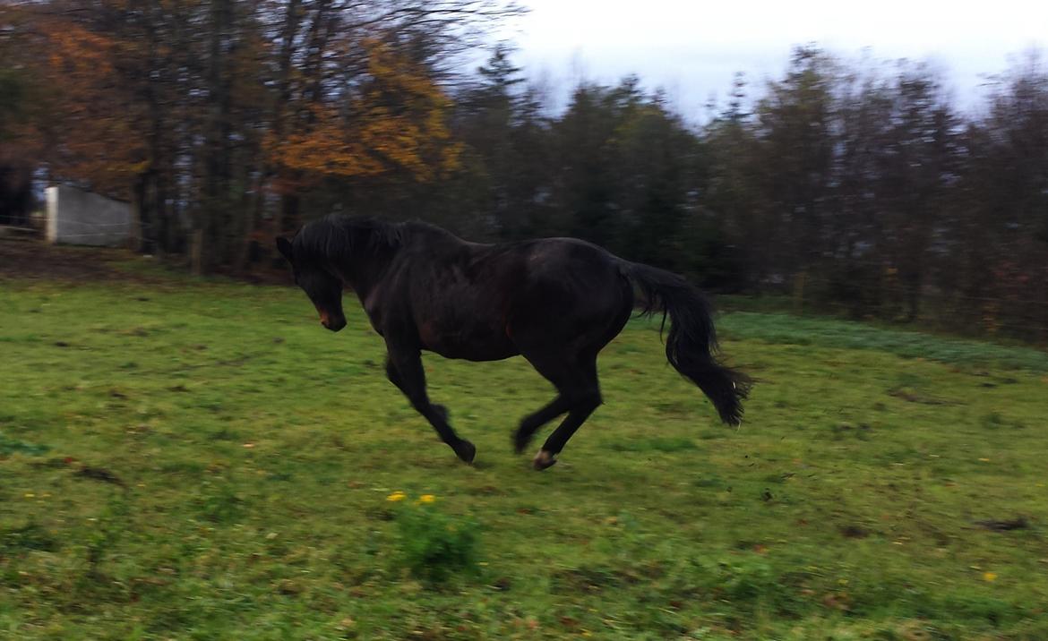Dansk Varmblod Athene Bakkely billede 3