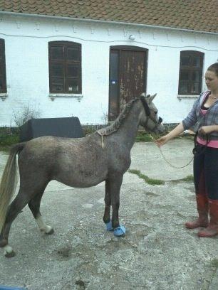 Welsh Mountain (sec A) Trubka's Pirano  billede 8