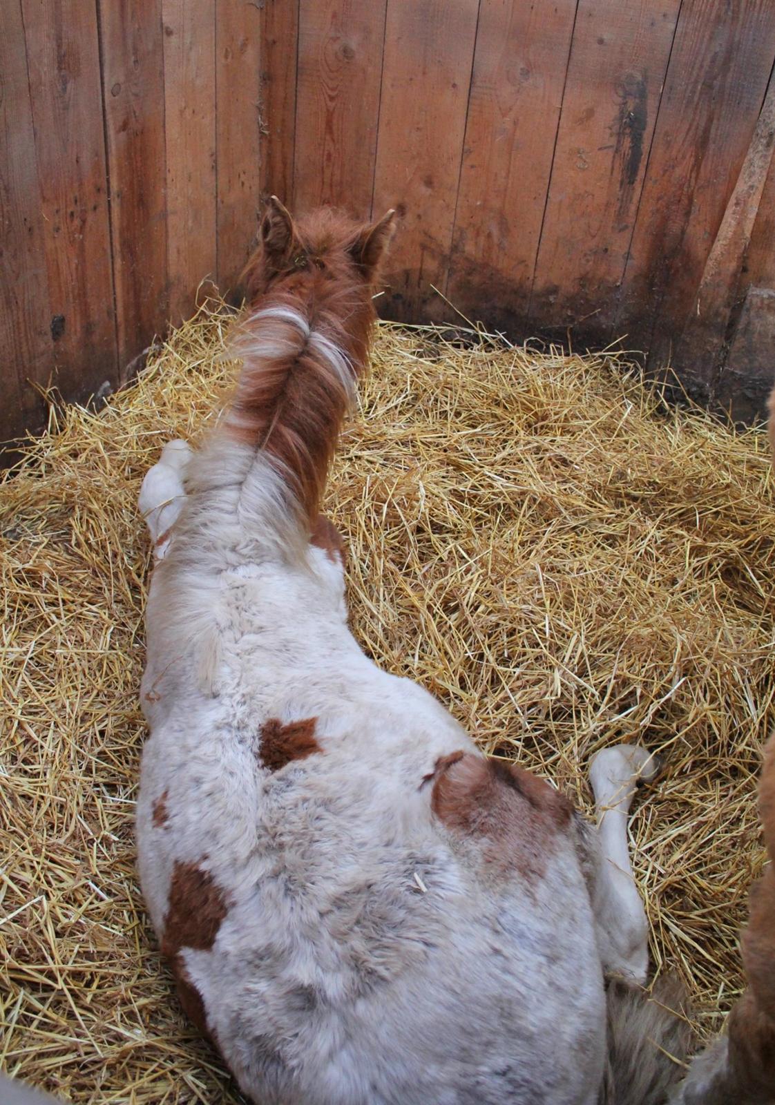 Anden særlig race Gibby billede 3