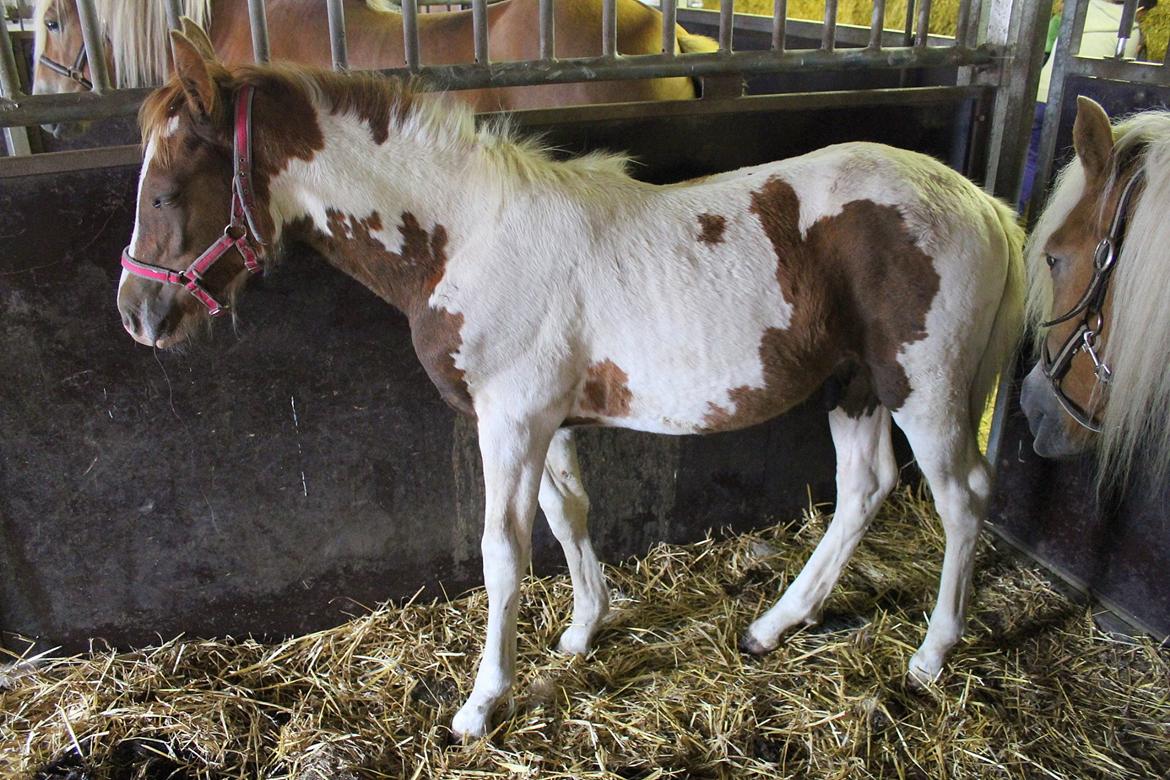 Anden særlig race Gibby billede 4