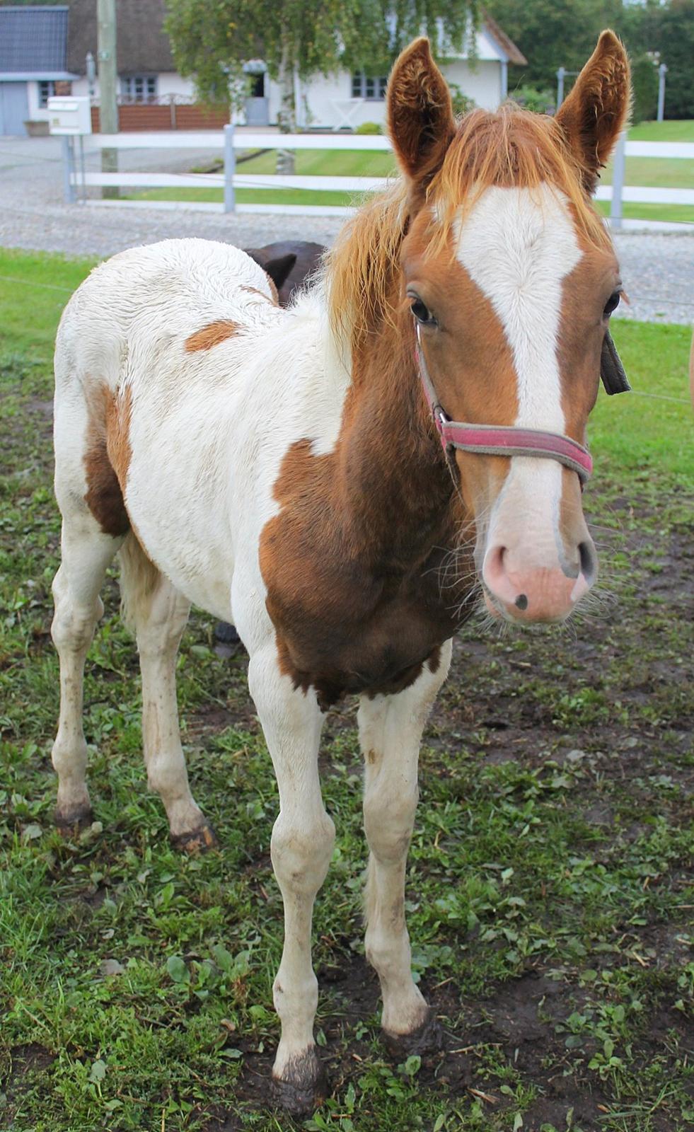 Anden særlig race Gibby billede 10