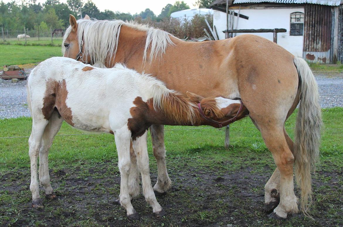 Anden særlig race Gibby billede 11