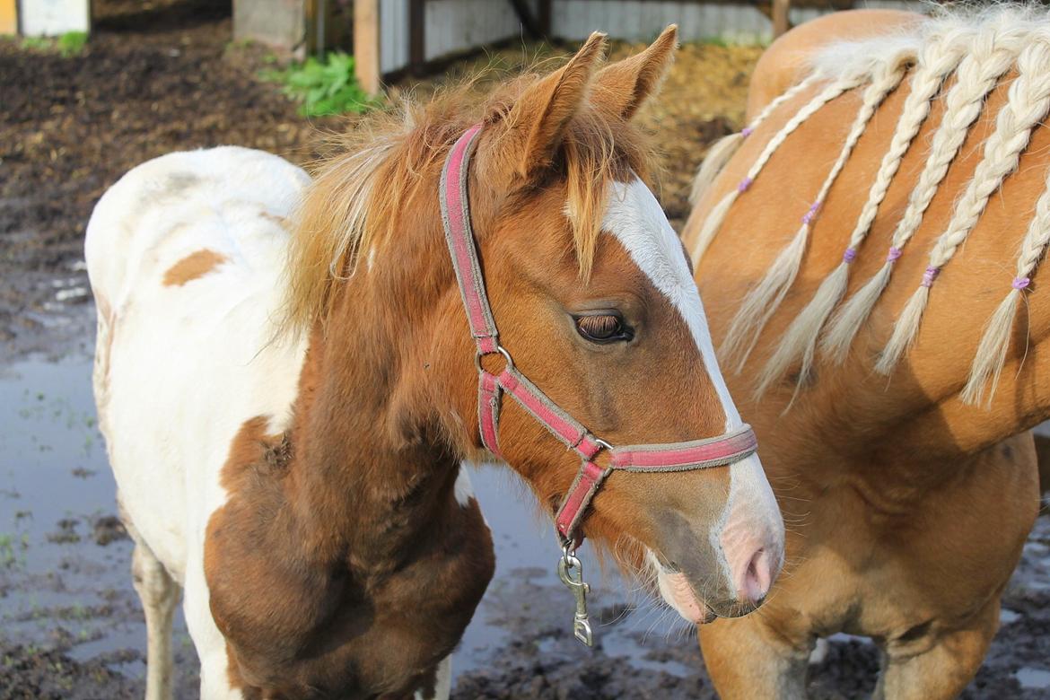 Anden særlig race Gibby billede 7