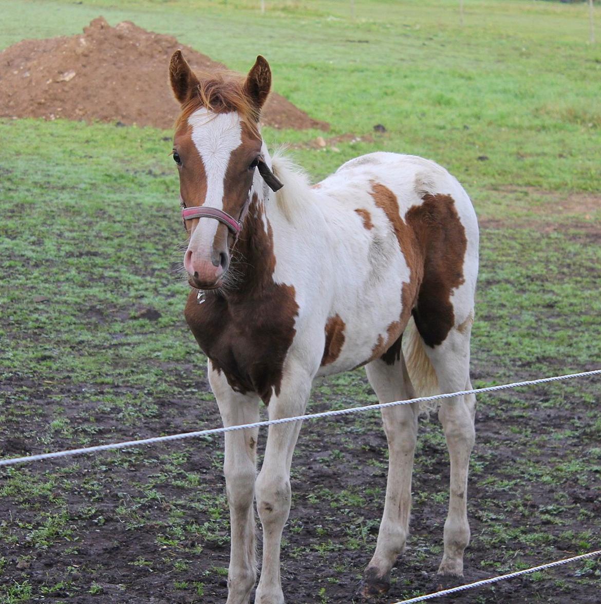 Anden særlig race Gibby billede 12