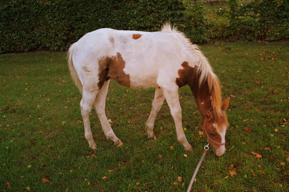 Anden særlig race Gibby billede 8