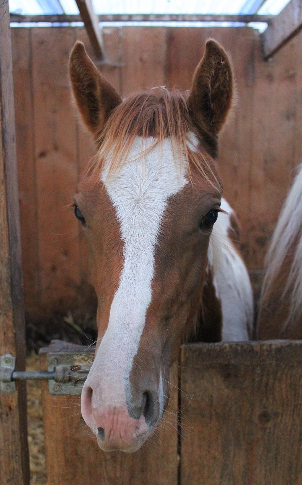 Anden særlig race Gibby billede 2