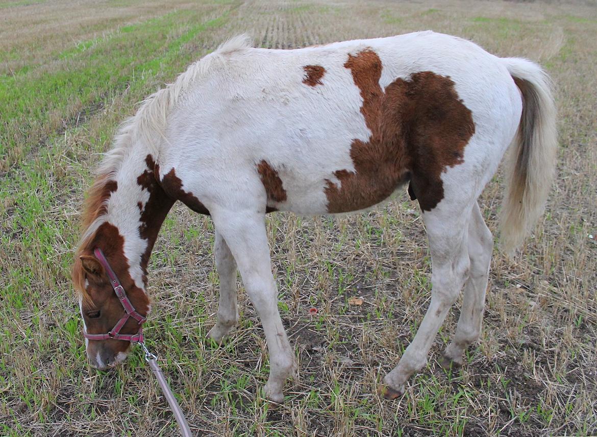Anden særlig race Gibby billede 9