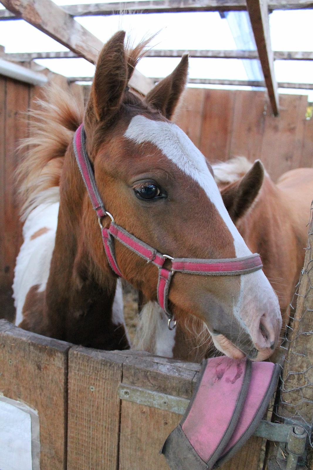 Anden særlig race Gibby billede 13