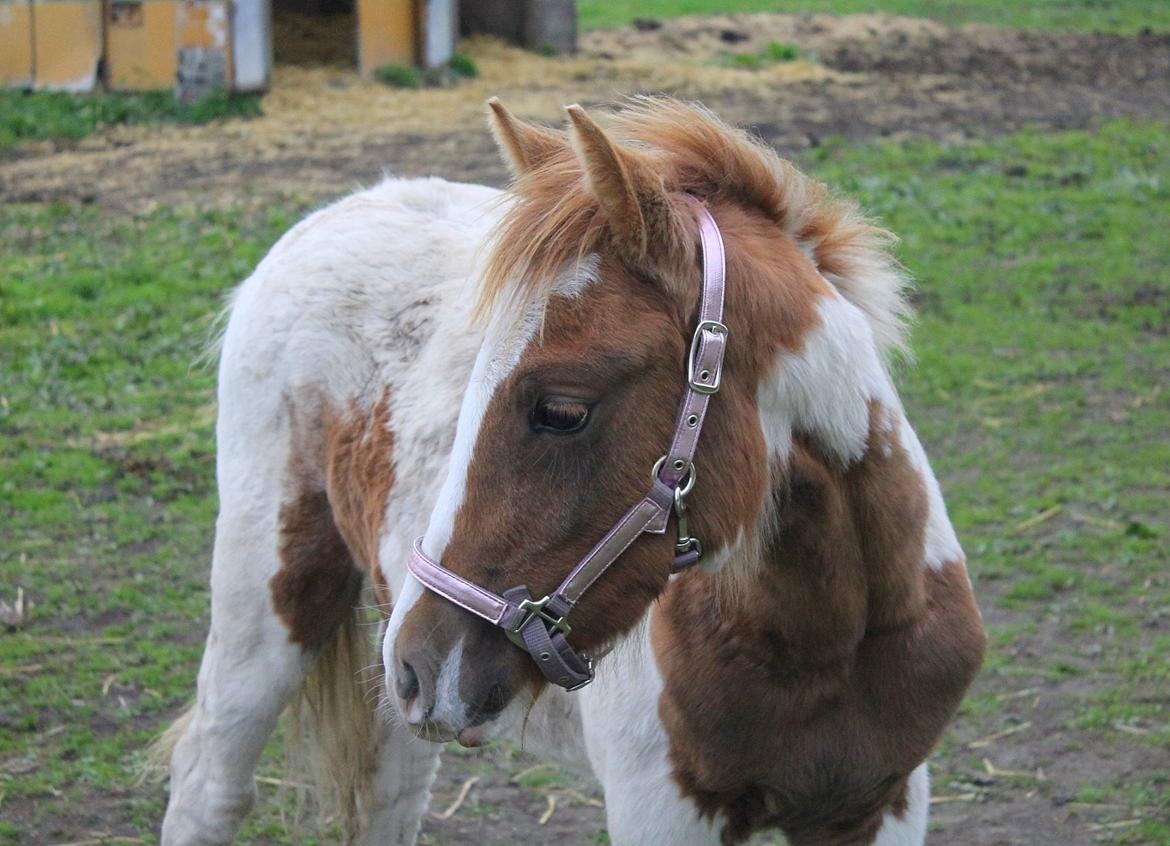 Anden særlig race Gibby billede 1