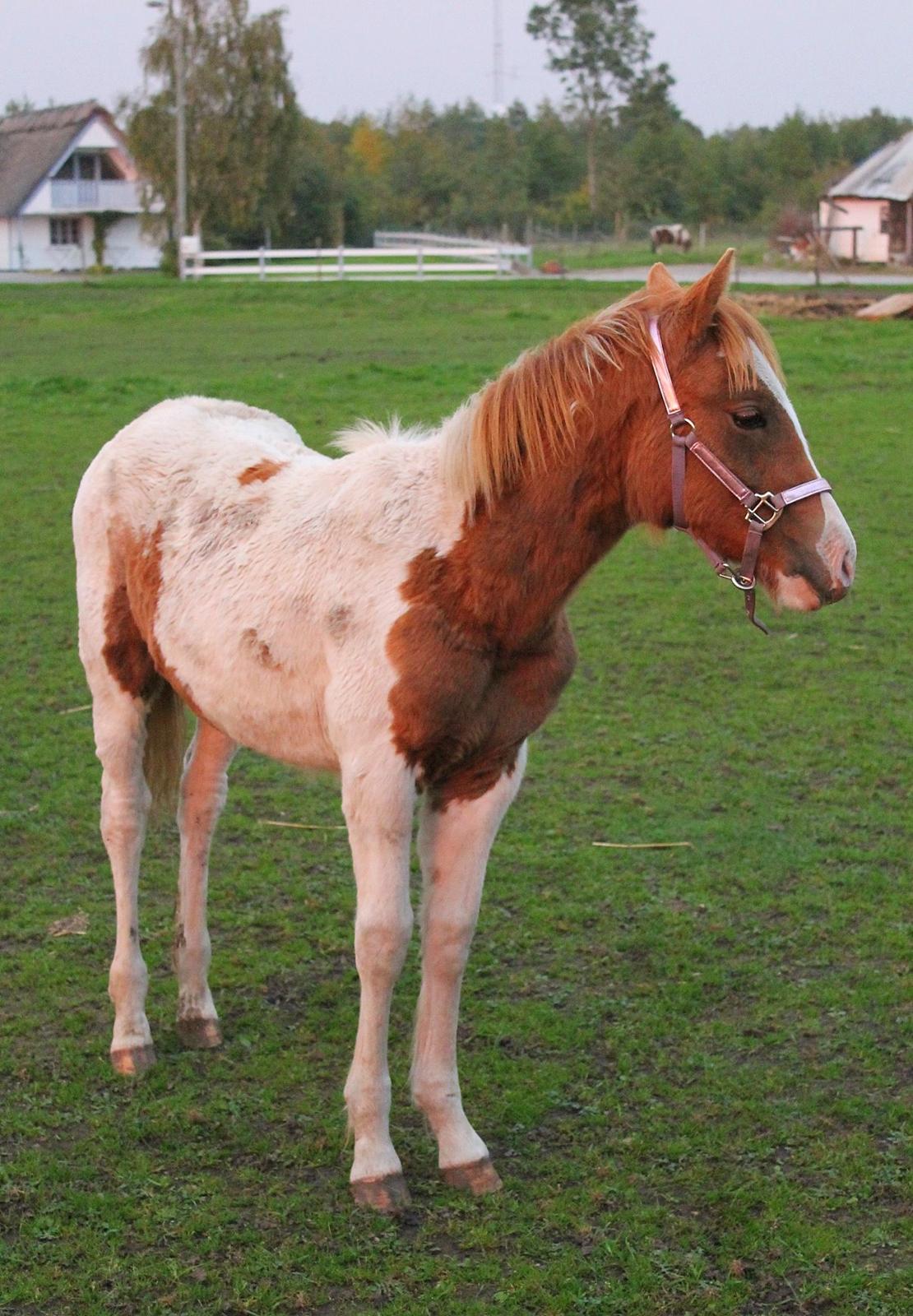 Anden særlig race Gibby billede 14