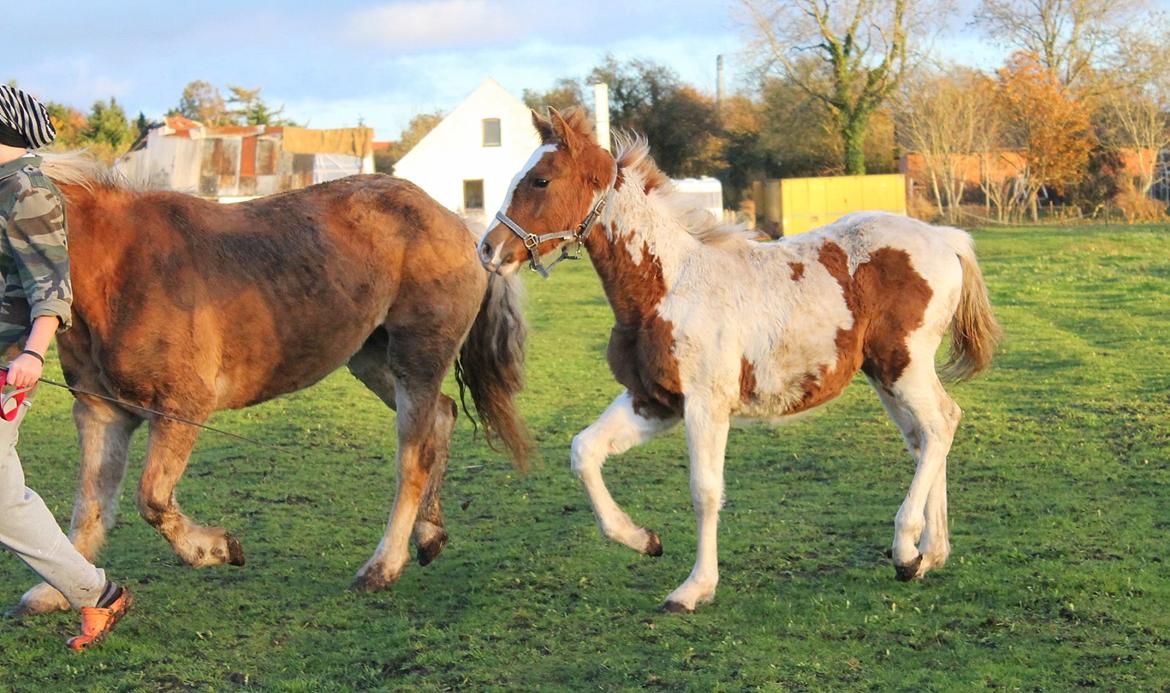 Anden særlig race Gibby billede 16