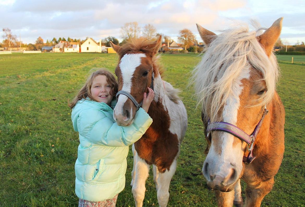 Anden særlig race Gibby billede 6