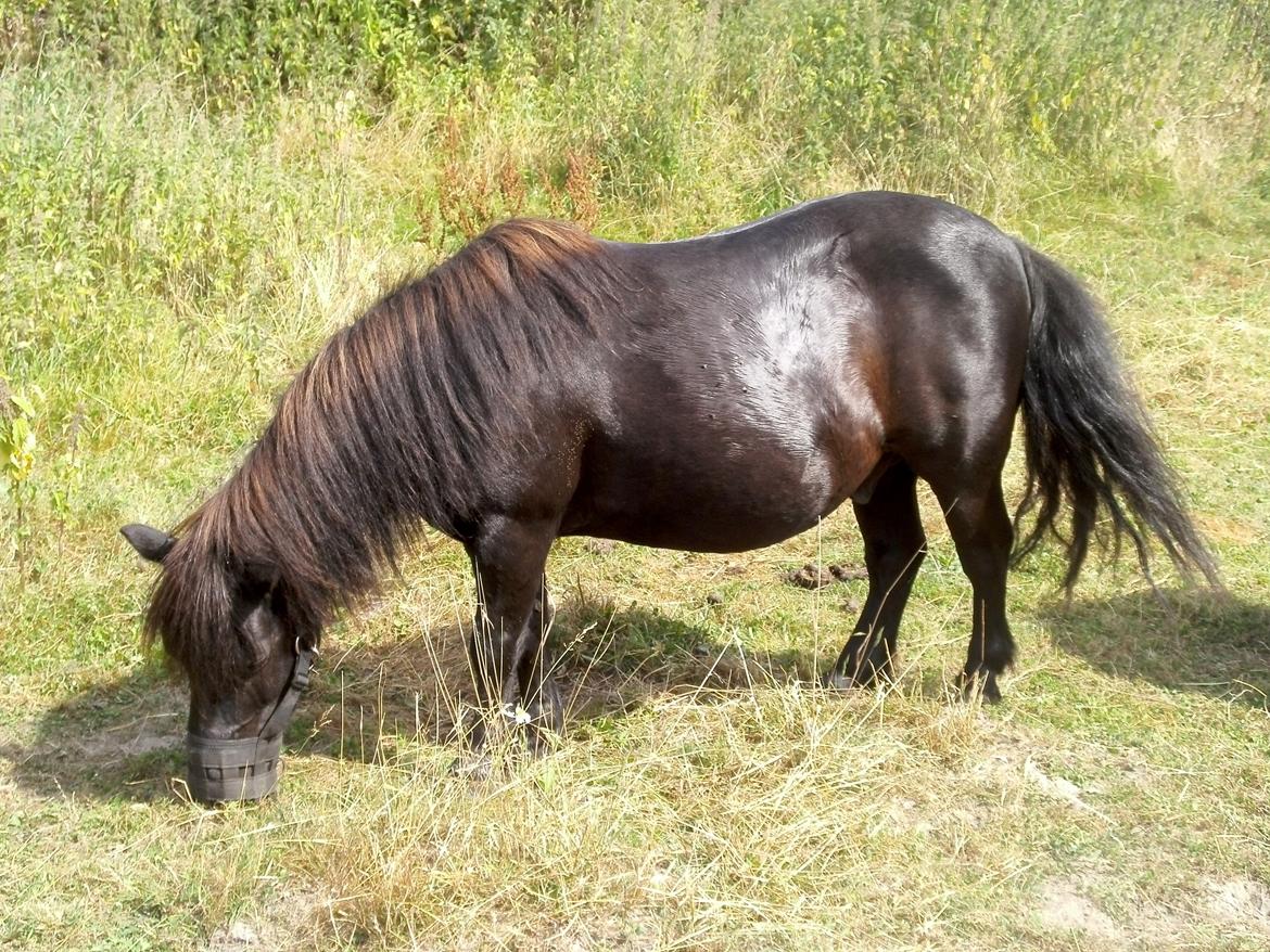 Shetlænder Oskar Olle-Bolle Pumba - Jeg er nød til at have mundkurv på om foråret, ellers bliver jeg syg og dårlig. billede 1