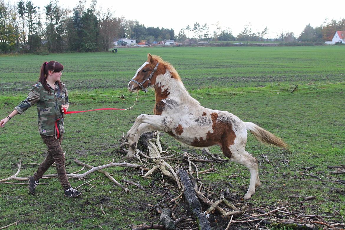 Anden særlig race Gibby billede 17