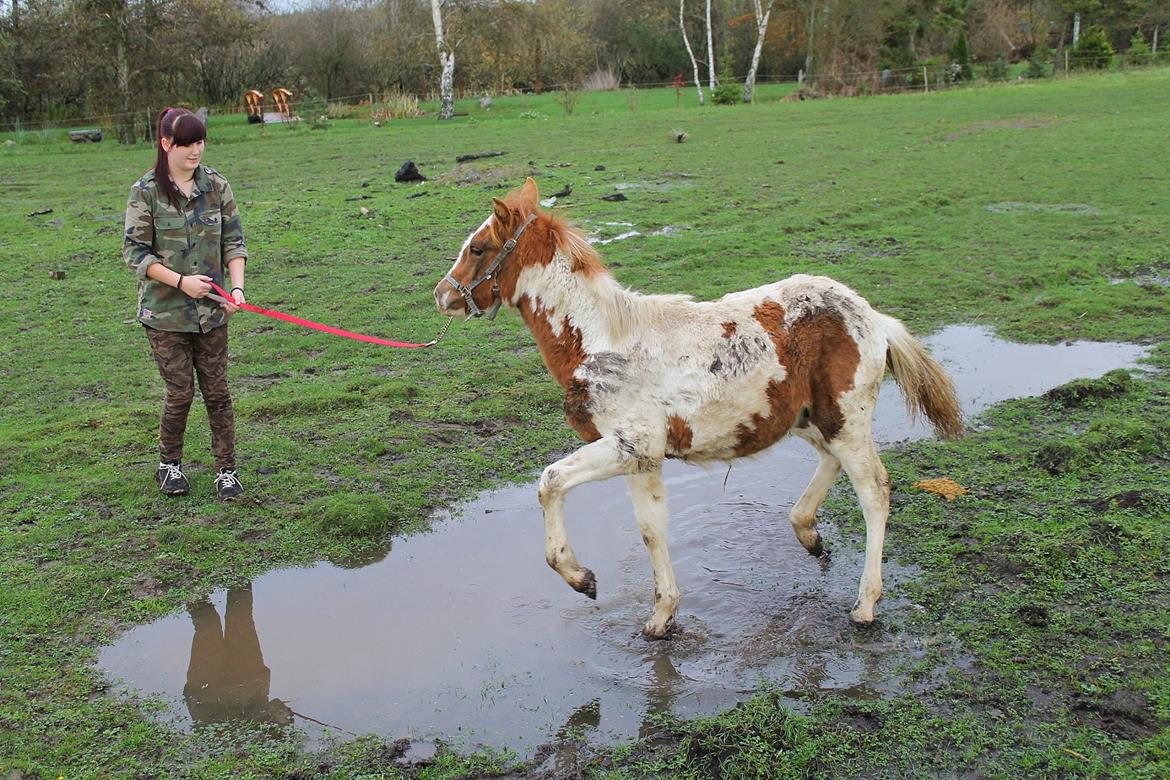 Anden særlig race Gibby billede 18