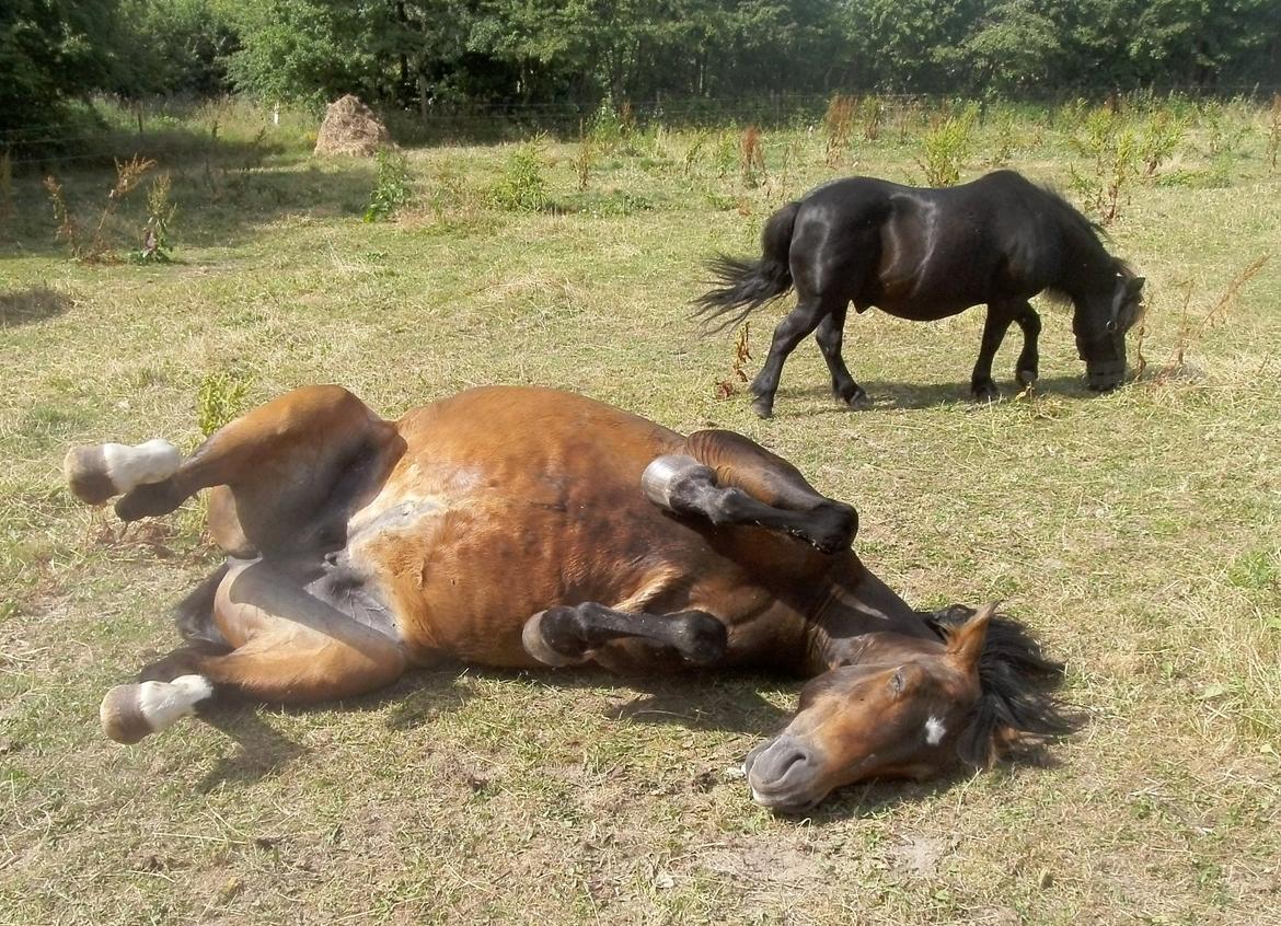 Shetlænder Oskar Olle-Bolle Pumba billede 2