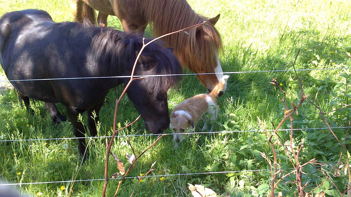 Shetlænder Oskar Olle-Bolle Pumba billede 3
