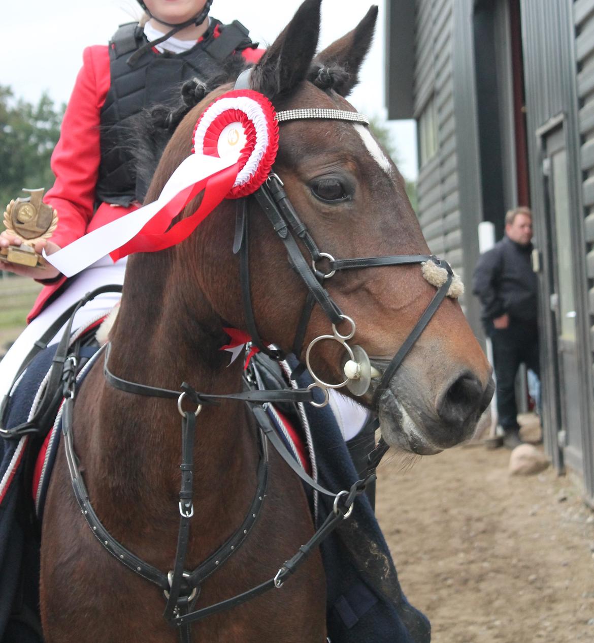 Irsk Sportspony Bessbrook Clover *A-pony* - Stævne i Louiselund - 3x 1.plads D. 21 og 22 September billede 5
