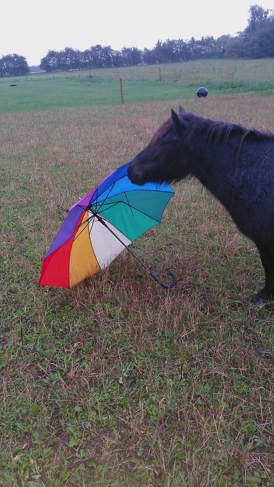 Shetlænder Lakrids - Hygge! :* billede 11