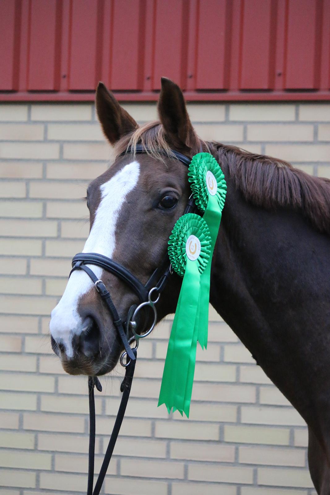 Belgisk varmblod D´Amour V/H Dennenhof - Efter stævne i FRRK. 19 plads i LB2** lørdag og 16 plads i LA1* søndag :) Foto : Mor billede 27