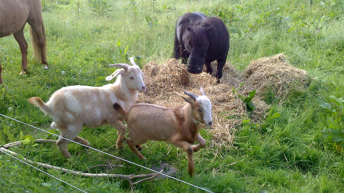 Shetlænder Oskar Olle-Bolle Pumba billede 4