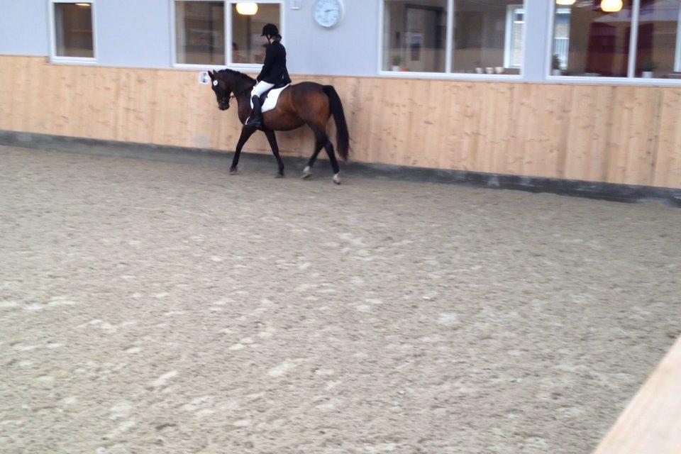 Anden særlig race Gaillarde de Osnard "Oda" <3 billede 14