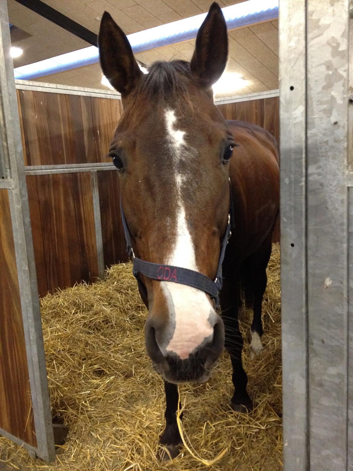 Anden særlig race Gaillarde de Osnard "Oda" <3 billede 15