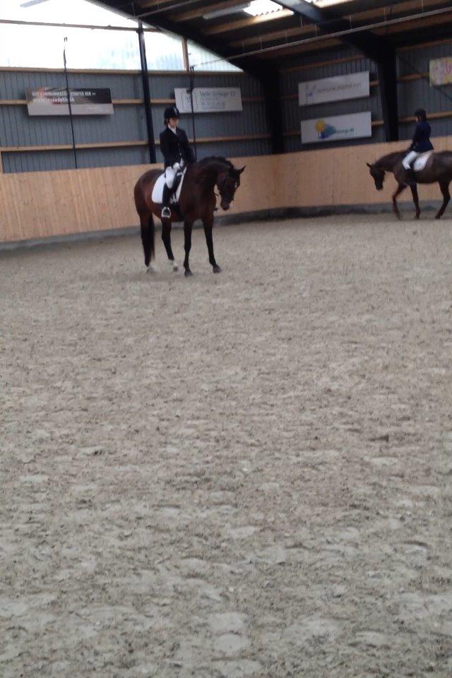 Anden særlig race Gaillarde de Osnard "Oda" <3 - laver en fin parade <3 billede 9