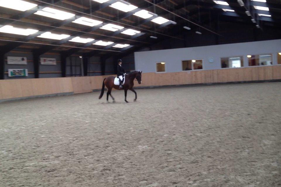 Anden særlig race Gaillarde de Osnard "Oda" <3 billede 16