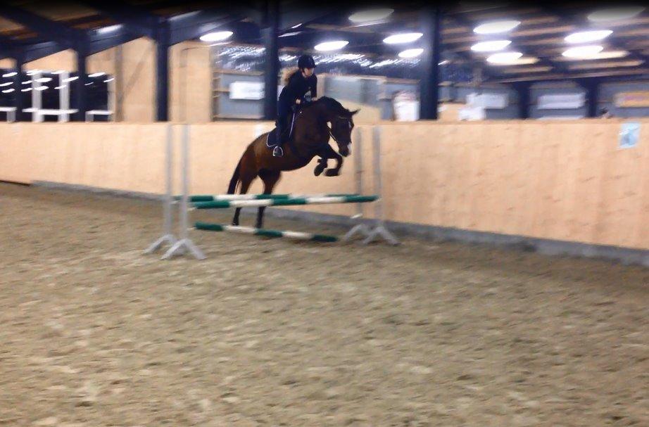 Anden særlig race Gaillarde de Osnard "Oda" <3 - Vi bliver bedre og bedre til at springe, og finde afstandene! <3 billede 7