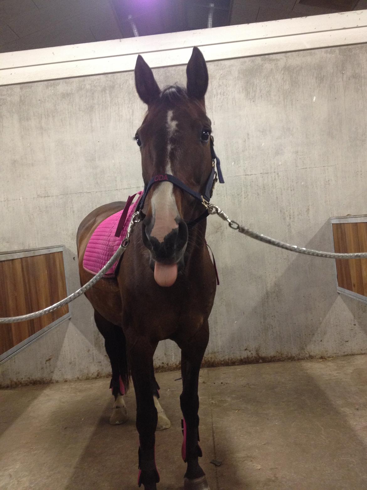 Anden særlig race Gaillarde de Osnard "Oda" <3 billede 10